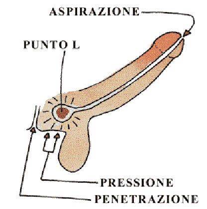 Il punto L maschile