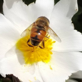 Pepeecannellaa, coppia scambista per incontri di sesso e scambio coppie in Latina, foto