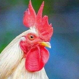 geppettopescatore, uomo cerca donne o coppie per incontri di sesso in Olbia-Tempio, foto